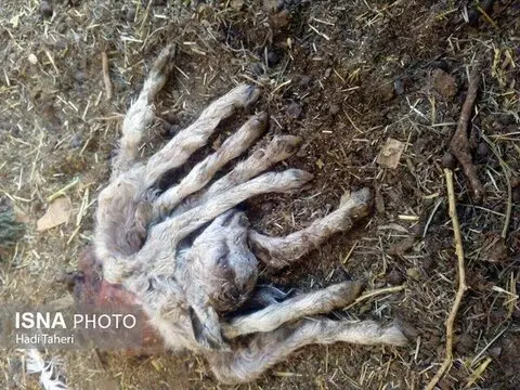 تولد گوسفندی با 8 دست و پا در اردکان