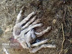 تولد گوسفندی با 8 دست و پا در اردکان