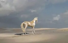زیباترین اسب جهان