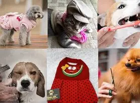 از «لباس ولنتاین» و ساقدوش برای سگ تا «حمامVIP» و آرایش ویژه برای گربه