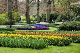 افزایش سرانه فضای سبز منطقه ۸ در سال جاری