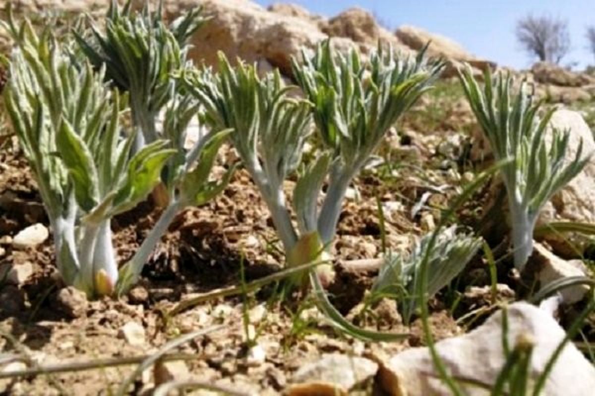 عملیاتی کردن طرح کشت گیاهان دارویی در مراتع چهار شهرستان اصفهان