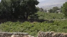 آغاز برداشت انگور از 190 هکتار تاکستانهای فریدن