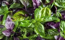 تولید سبزی خوردن خانگی در ایام قرنطینه