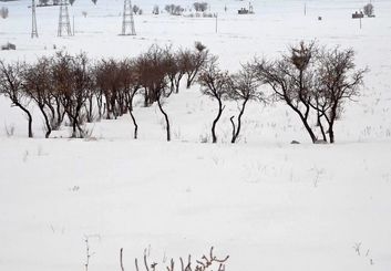 بارش برف در شهرستانهای بوئین میاندشت و فریدن