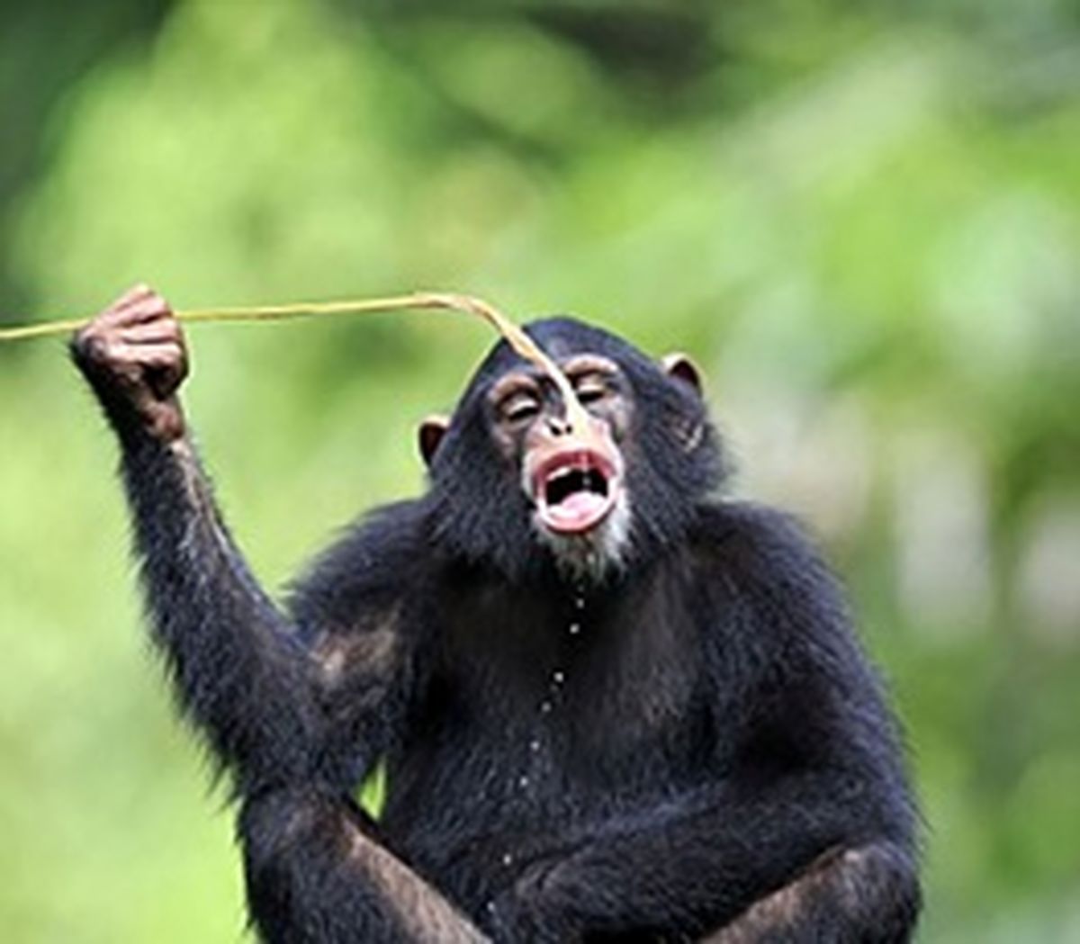 استفاده شامپانزه‌ها از ابزار برای کشیدن آب از تنه درختان!