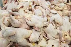 هر کیلو مرغ ۸ هزار تومان