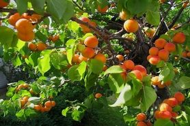 قیمت میوه‌های تابستان در اصفهان کمتر از ۱۳ هزار تومان است