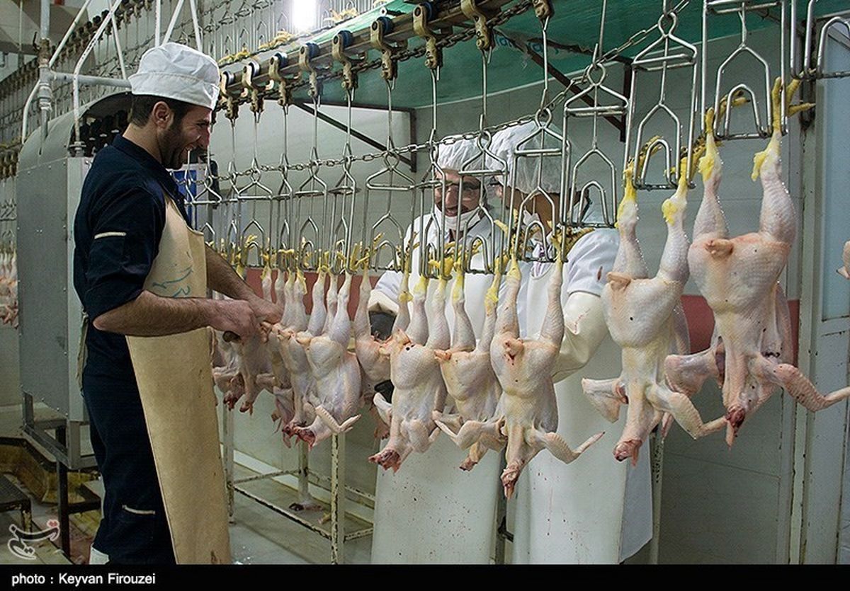 رئیس اتحادیه فروشندگان گوشت سفید اصفهان:میزان کاهش قیمت مرغ برای ماه رمضان قابل پیش‌بینی نیست
