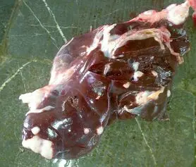 آخرین جزئیات از مشاهده موارد بیماری تب کنگو در اصفهان