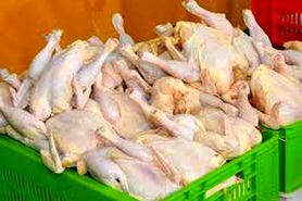 هفته اول ماه رمضان با افزایش تقاضا مرغ گران می‌شود