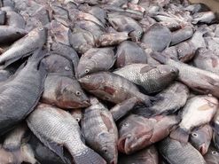 صادرات ۸۵ هزار دلاری ماهی قزل آلا از اصفهان به خارج کشور
