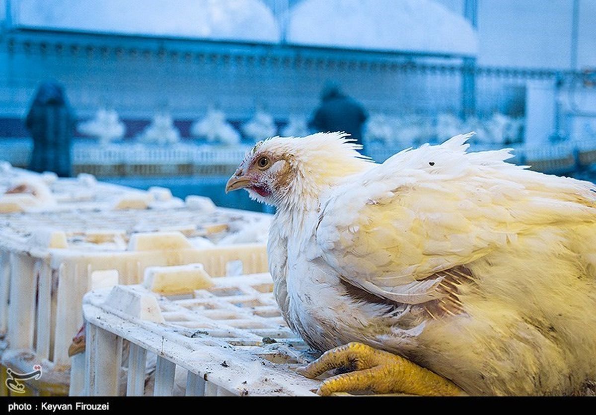 احتمال افزایش قیمت مرغ در روزهای پایانی ماه رمضان