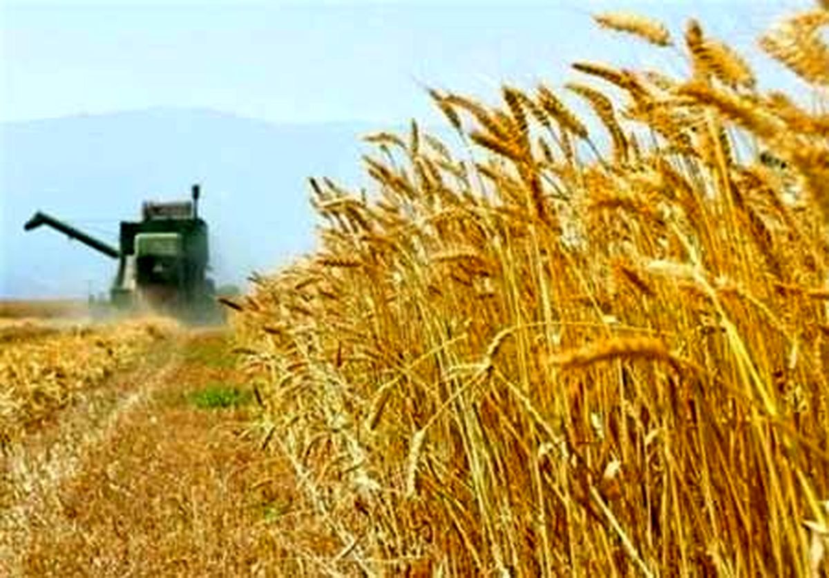 پیش بینی برداشت بیش از 2 هزار تن گندم از مزرعه های بادرود