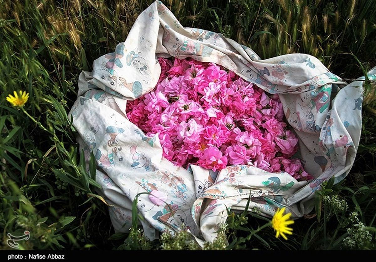 برداشت گل محمدی در مناطق گرم استان اصفهان آغاز شد