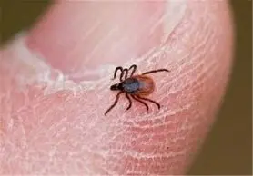 دستورالعمل مقابله با بیماری تب کریمه کنگو در اصفهان تدوین شد