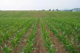 مبارزه با سن در بیش از ۷۸ هزار هکتار اراضی کشاورزی اصفهان