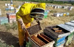 وجود ۸۰۰ هزار کلنی زنبور عسل در استان اصفهان