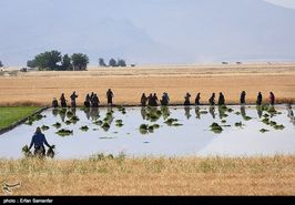 حفظ میزان تولیدات کشاورزی استان اصفهان در سطح ۶ میلیون تن