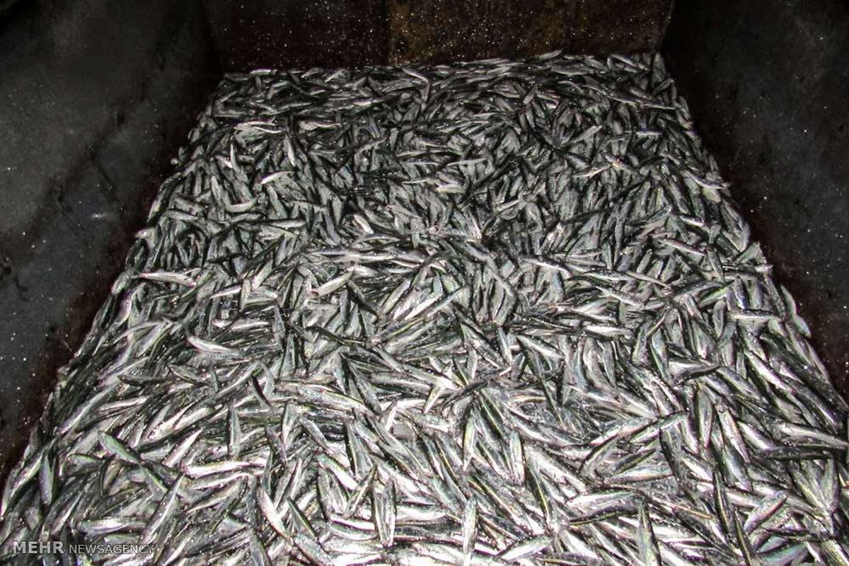 دستگیری متخلفان صید غیرمجاز ماهی در فریدونشهر