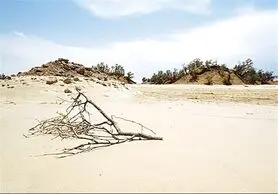 ۴۱۳۶ هکتار نهال‌کاری امسال در استان اصفهان انجام می‌شود