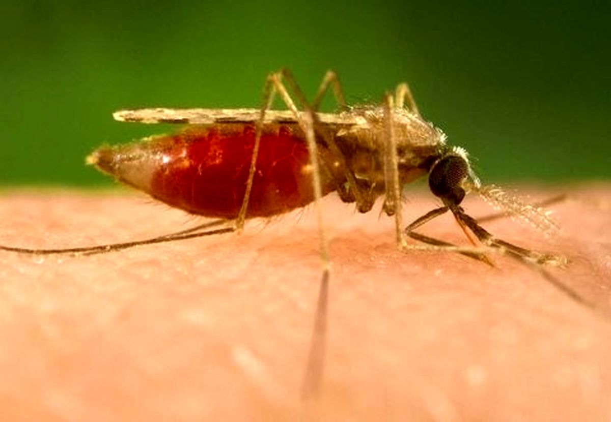 فعالیت پشه‌های ناقل مالاریا با نور شدید کم می شود