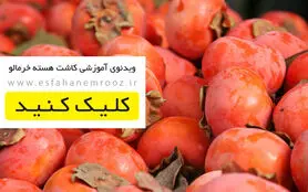 نحوه کاشت هسته خرمالو