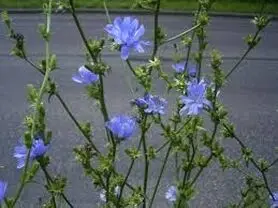 کاسنی مسکن عطش و حرارت است