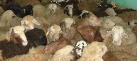 انهدام ۱۳ باند سرقت احشام در اصفهان