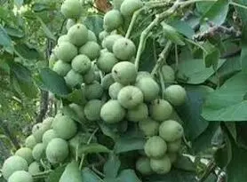 "پیوند نهال گردو" برای نخستین‌بار در ایران