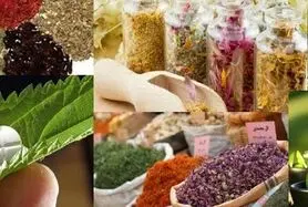قابلیت‌های معقول و منطقی طب سنتی ایرانی باید ترویج شود