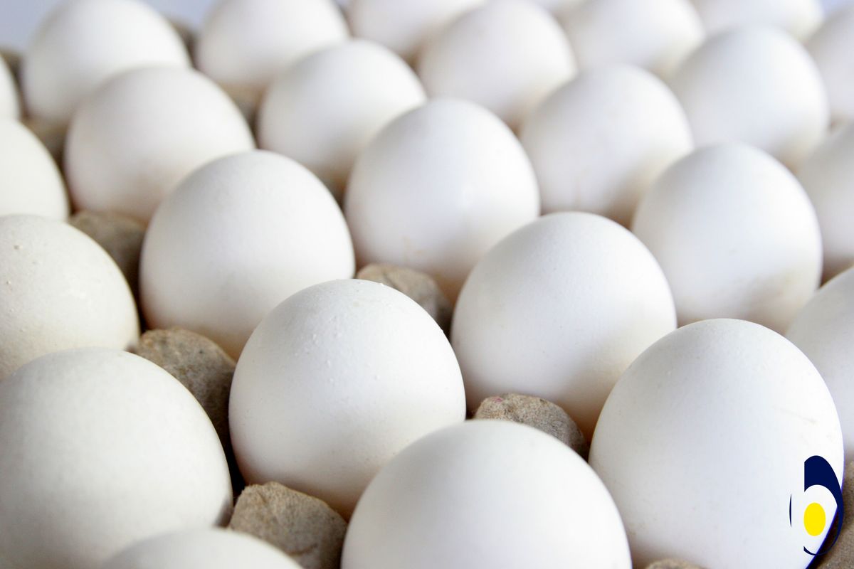 تخم مرغ در صدر افزایش هفتگی قیمت خوراکی‌ها