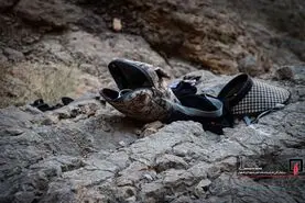 کشف مرموز جسد یک زن در کوه صفه+عکس