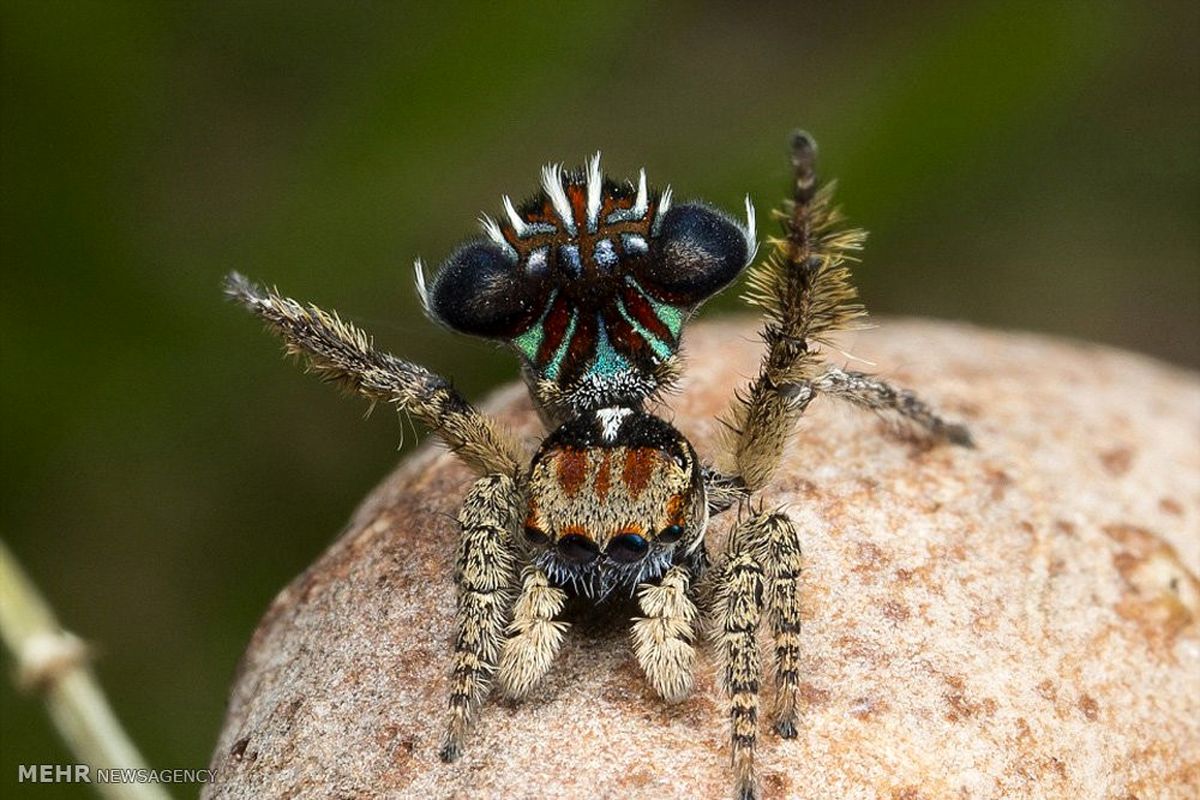 زیباترین عنکبوت های دنیا‎