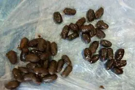 خرماهای تریاکی!