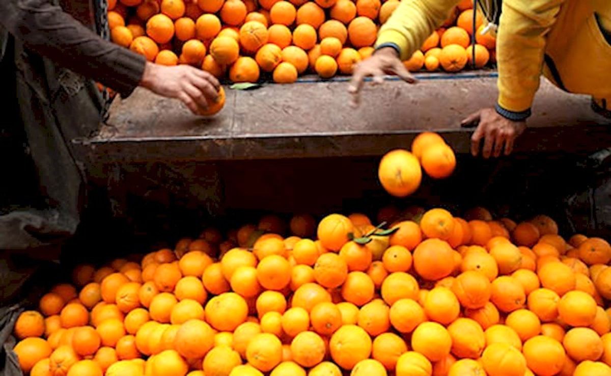 افزایش قیمت پرتقال جنوب