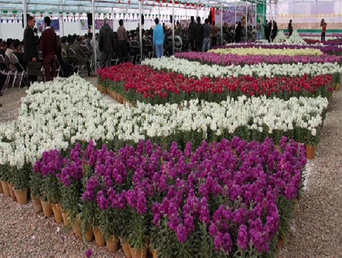 تولید سالانه ۱۰میلیون گلدان گل شب بو در خمینی شهر