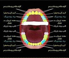 راز پوسیدگی دندان‌ها در چیست؟