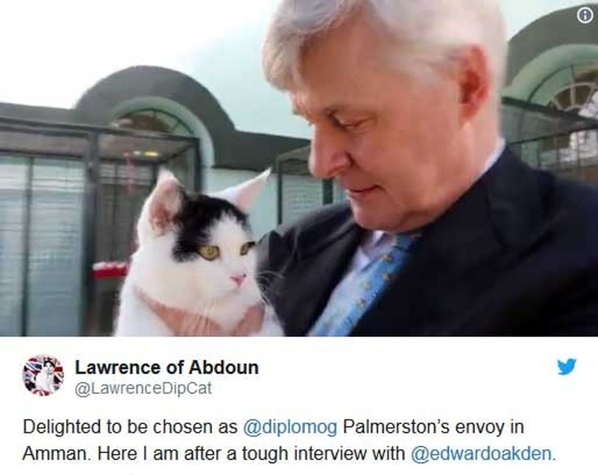 استخدام یک گربه به عنوان کارمند جدید سفارت بریتانیا در اردن