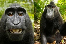 ﻿ میمون سلفی بگیر «چهره سال» شد