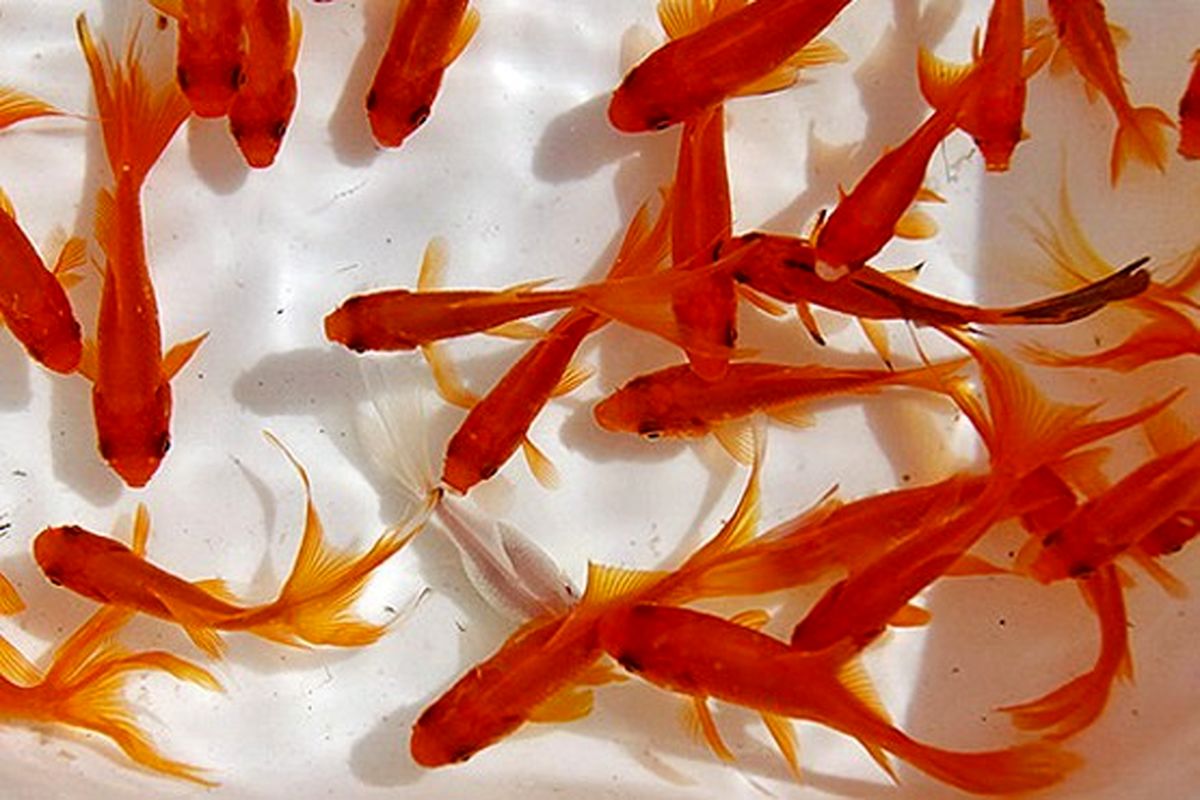 توصیه‌های سازمان دامپزشکی برای خرید ماهی قرمز