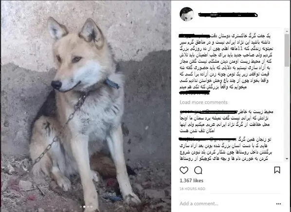 فروش گرگ 1 میلیونی در فضای مجازی!
