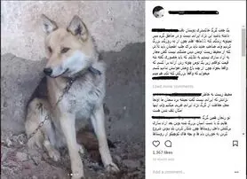 فروش گرگ 1 میلیونی در فضای مجازی!