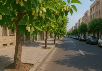 توت‌های شهری، ناقل خاموش سرب و باکتری‌های مرگبار به سفره شهروندان