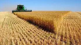 اعلام نرخ نهایی گندم ۲۷,۵۰۰ تومان؛ خطری برای امنیت غذایی در سال زراعی آتی