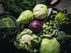 14خواص فوق‌العاده کلم ؛ چه کسانی نباید کلم بخورند؟