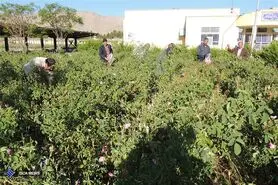 برداشت گل محمدی از اولین مزرعه تحقیقاتی گل واحد دهاقان