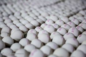 علت افزایش قیمت تخم‌مرغ چیست؟ / مدیریت صادرات تخم‌مرغ برای تنظیم بازار داخلی