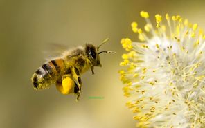 چگونه عسل طبیعی را تشخیص دهیم؛ آیا عسل طبیعی شکرک می زند؟