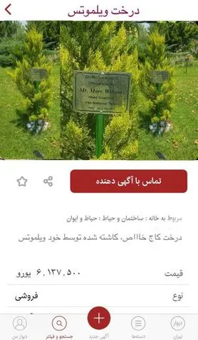 آگهی فروش اینترنتی؛ حراج درخت ویلموتس برای پرداخت دستمزدش (عکس)
